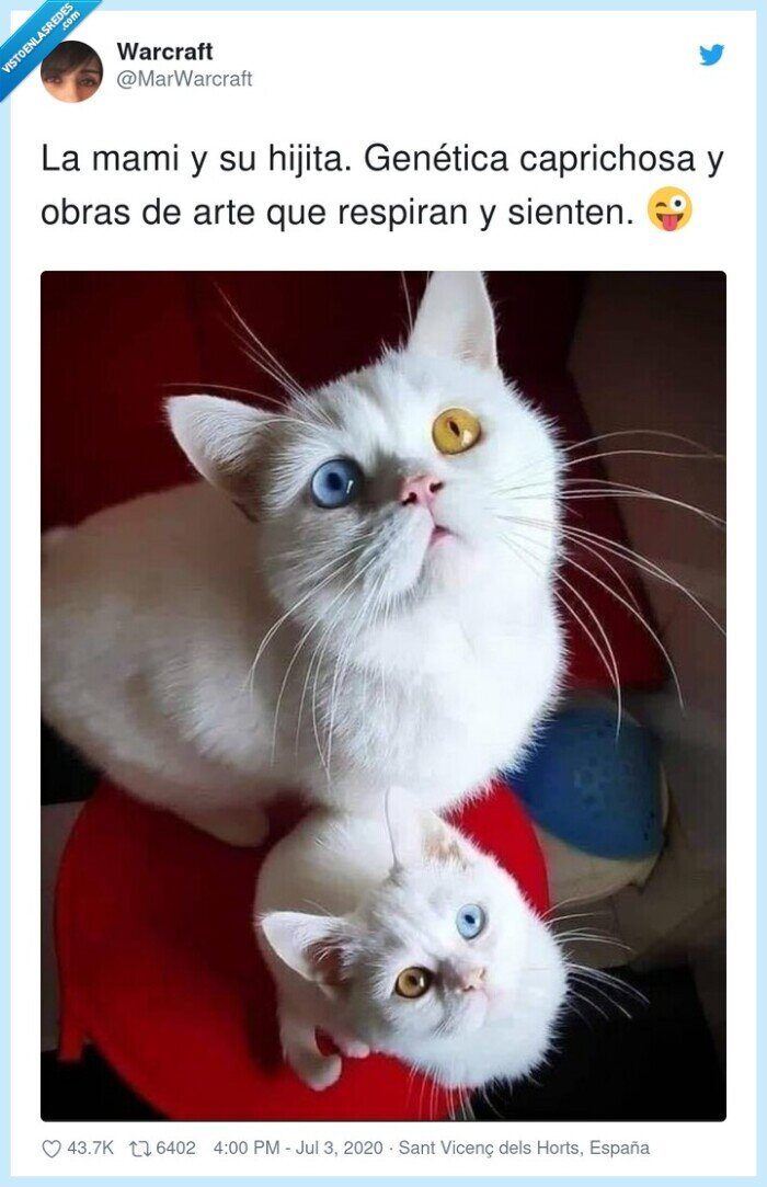 gen&eacute;tica,gatos,ojos,colores