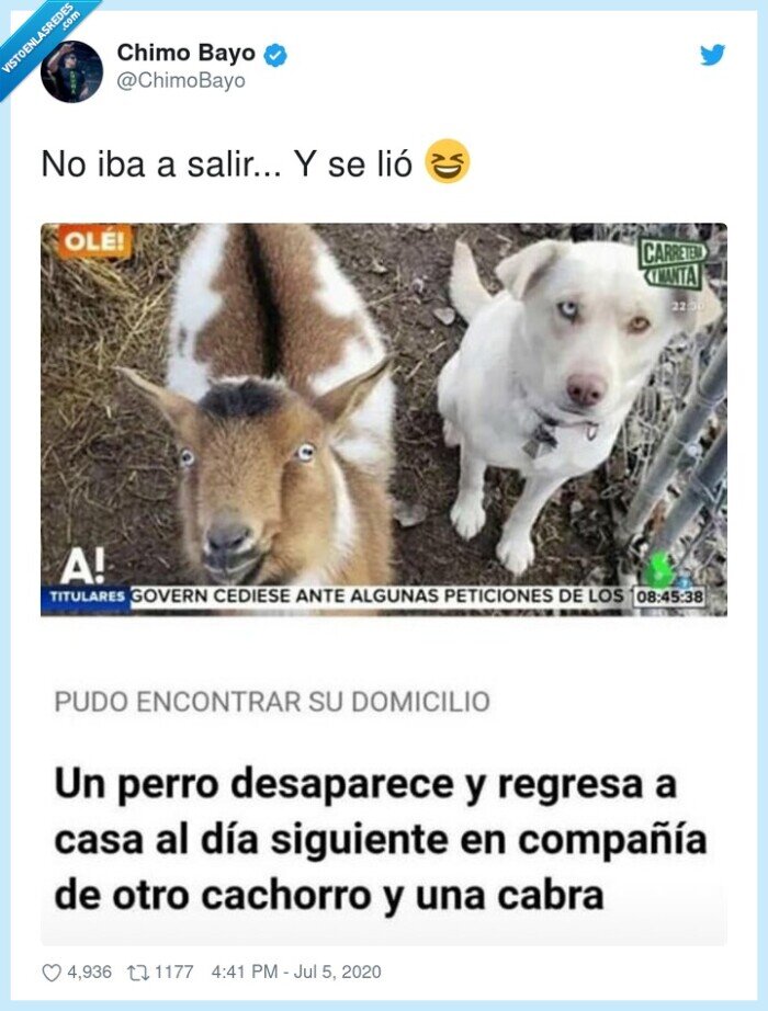 perro,cachorro,cabra,fiesta