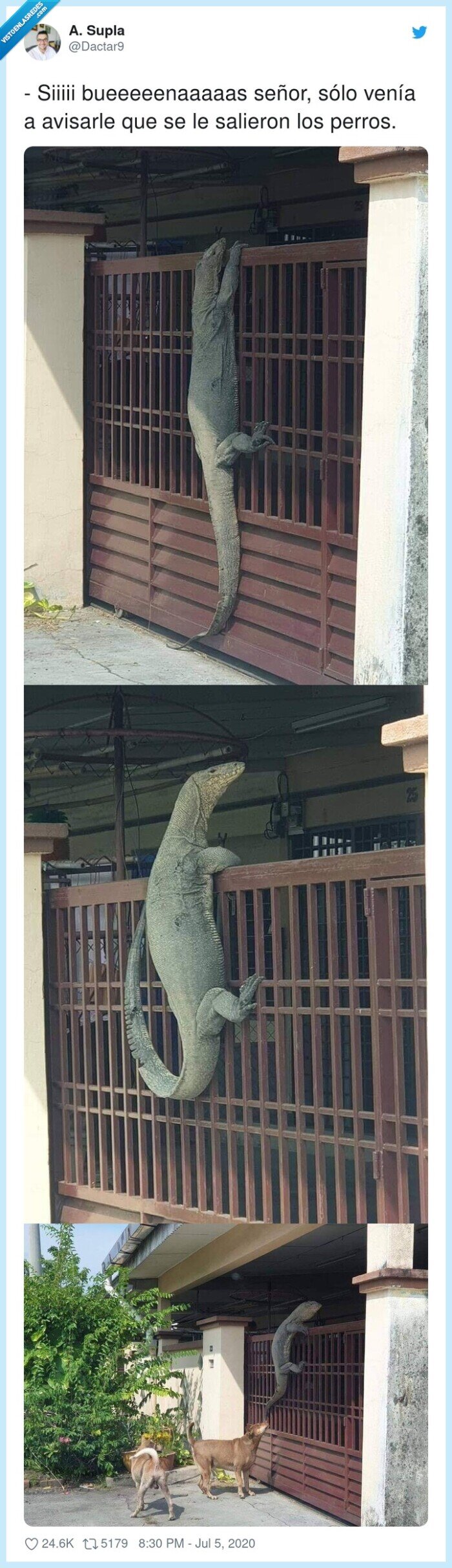 dragón,komodo,perros