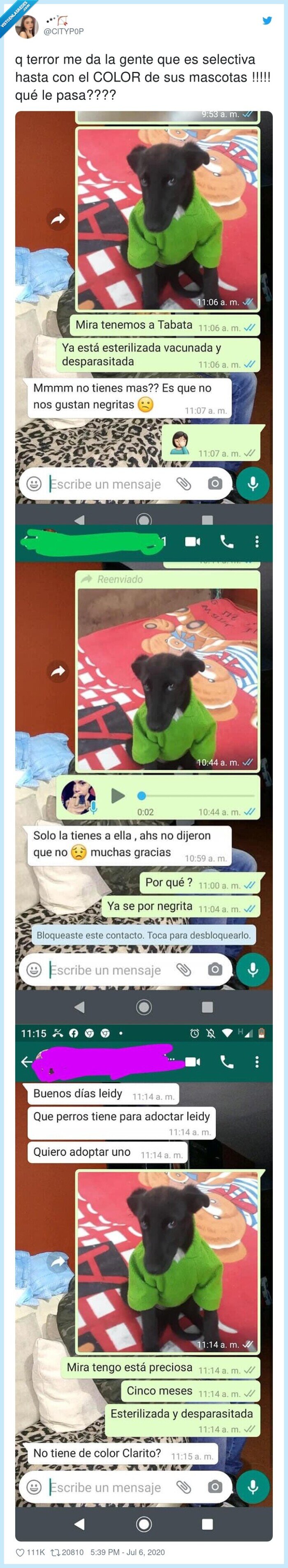 selectiva,mascotas,terror,gente,hasta,color