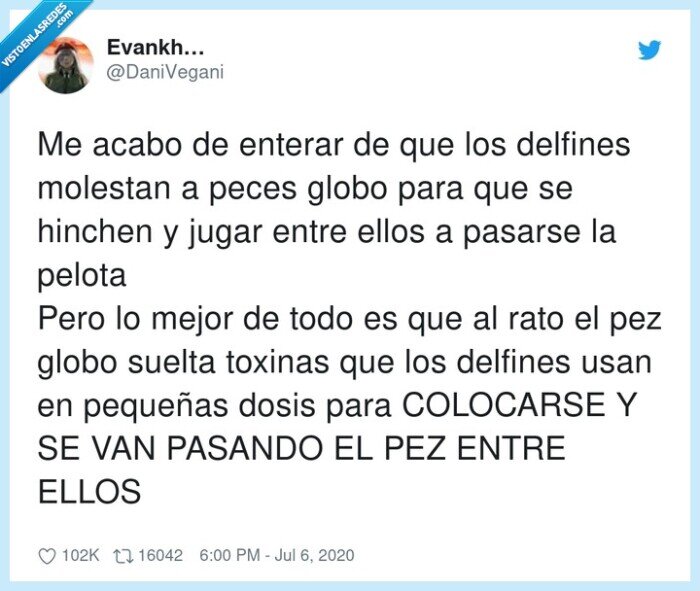 delfines,peces,globo