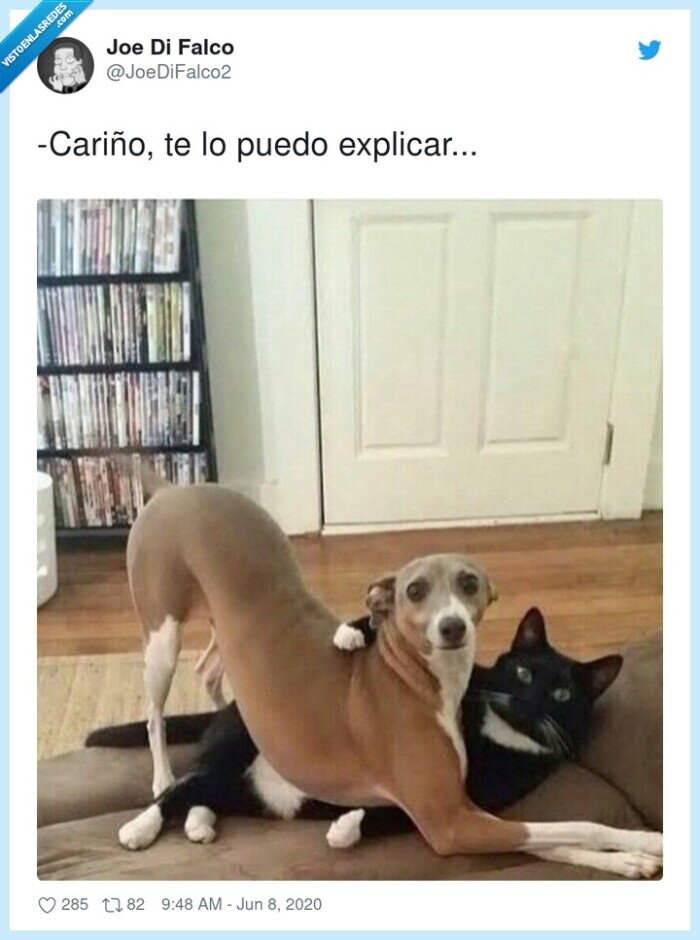 cariño,perro,pillada,gato,mascota