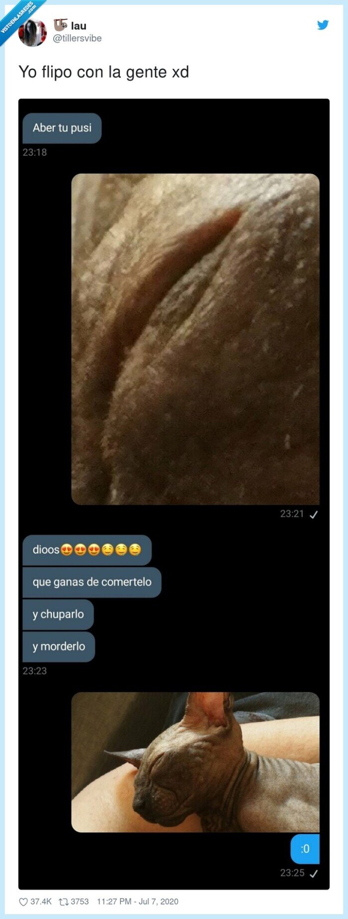 gato,pussy,efecto,óptico