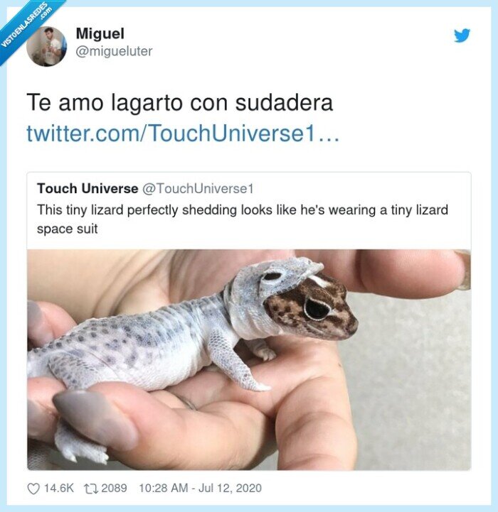 sudadera,lagarto,lacoste