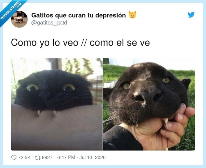 gato,morder,puma,dientes