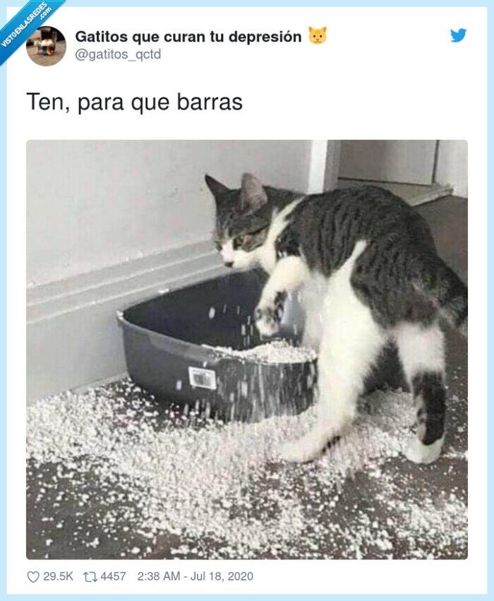 Gato,limpiar,arena,dueño