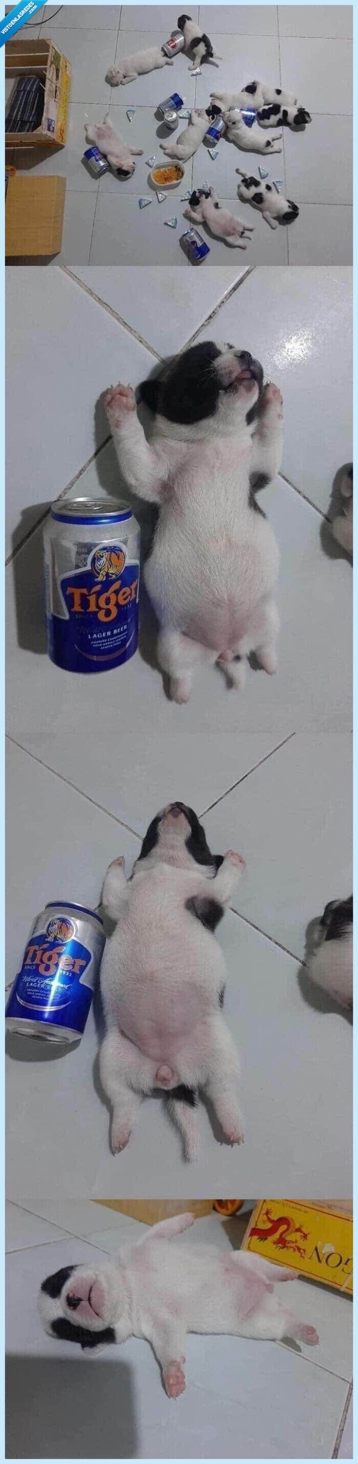 tranqui,cena,perros,borrachera,cerveza,resaca