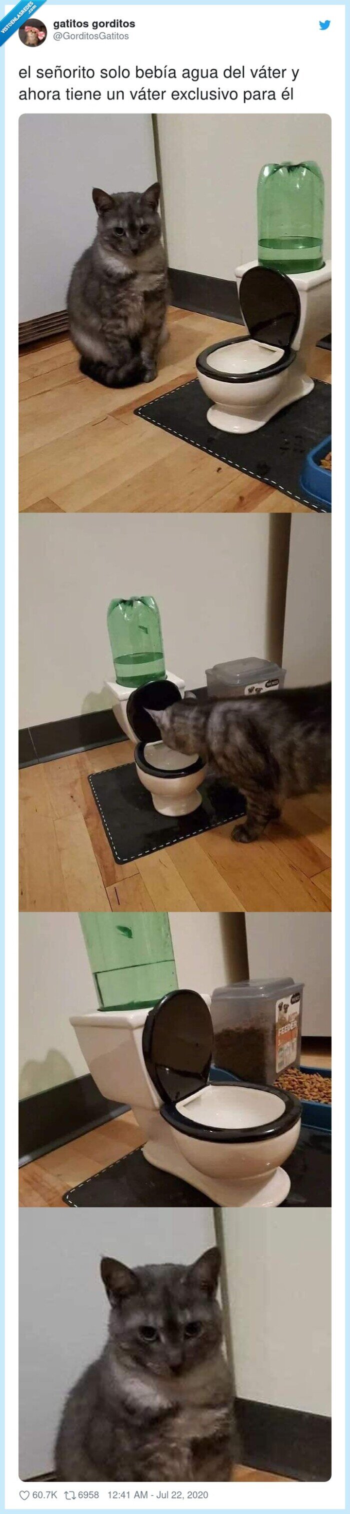 gato,wc,lavabo,necesidades,agua,váter