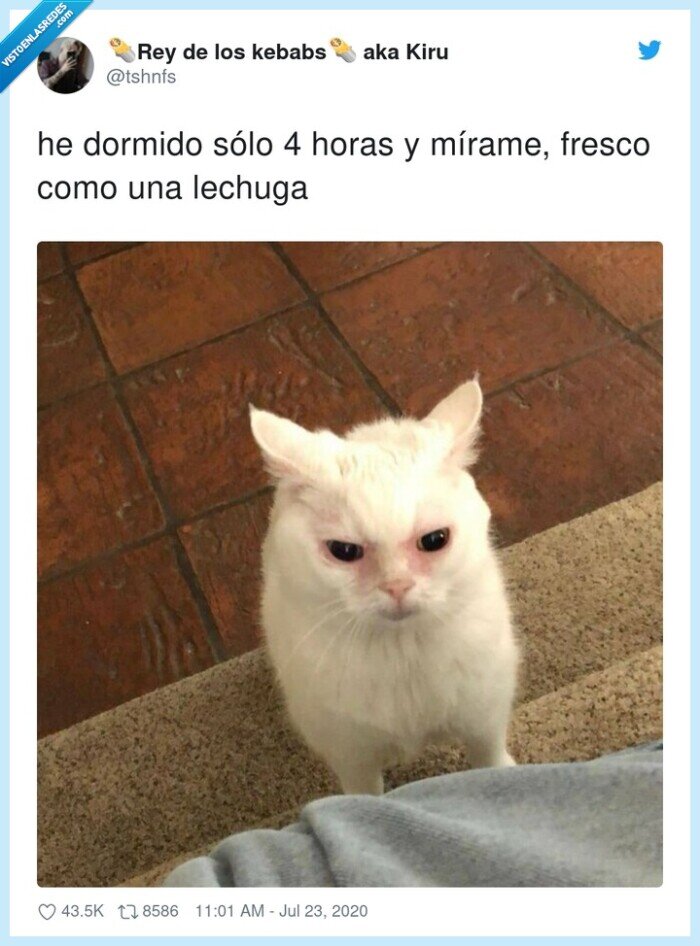 mírame,dormido,lechuga,fresco,sólo,horas