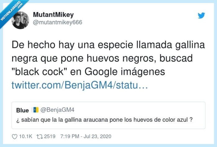 imágenes,especie,gallina,negros,huevos