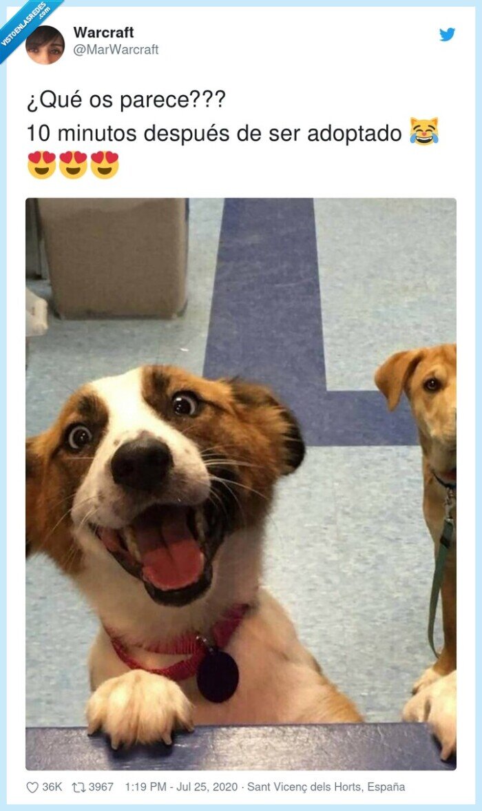 perro,adopción,10.minutos