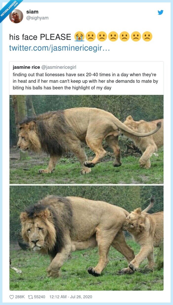 león,leona,mordida,partes,dolor,reacción,cara,triste