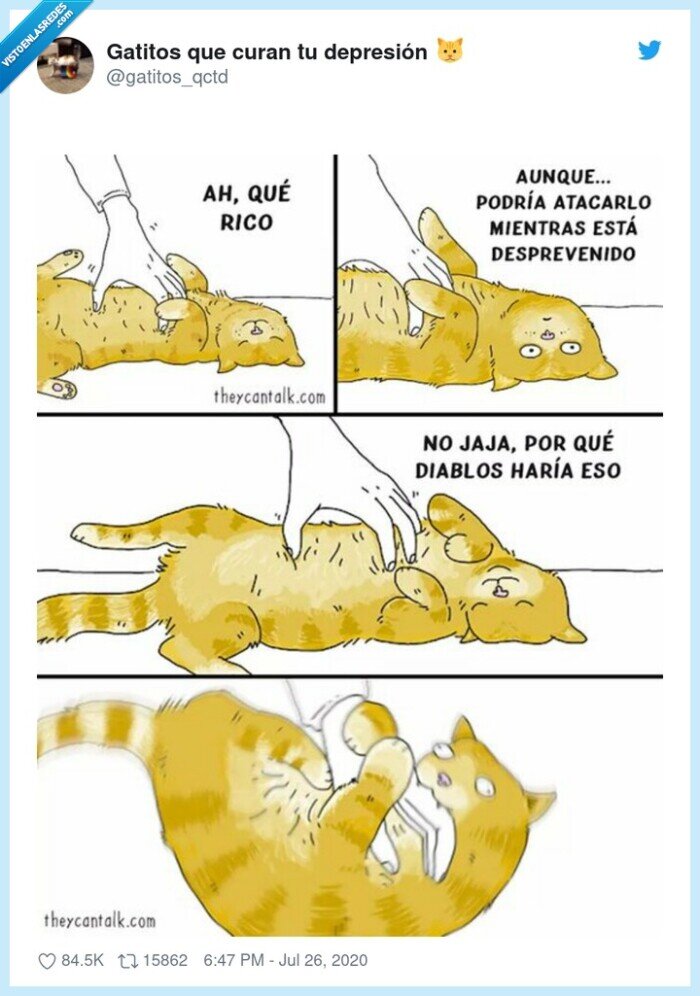 gato,morder,traición