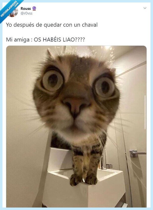 gato,amiga,liado,cita,quedado