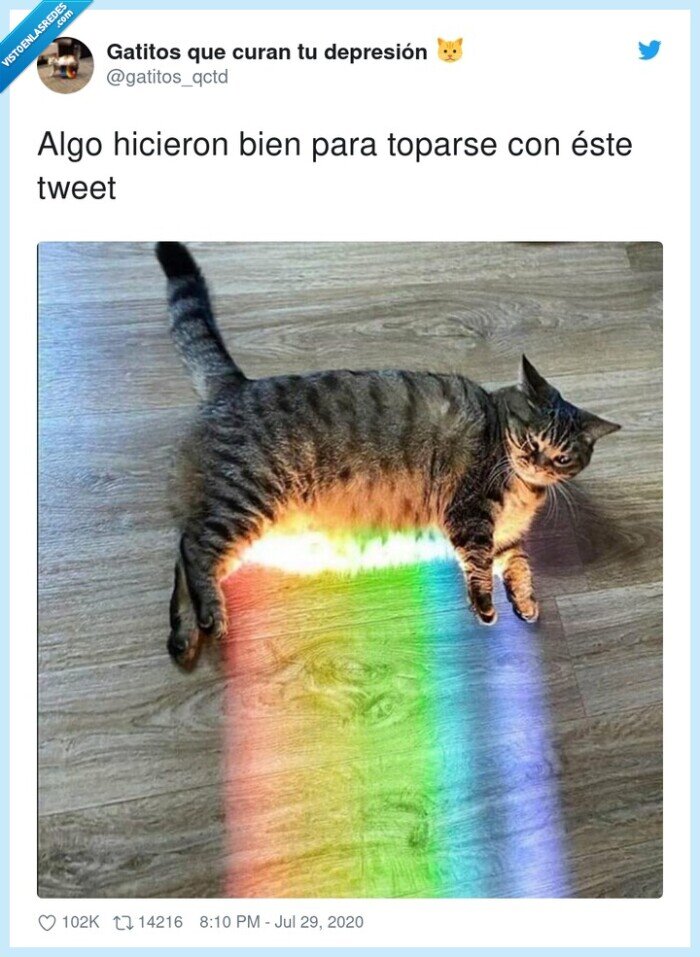gato,arcoiris,real