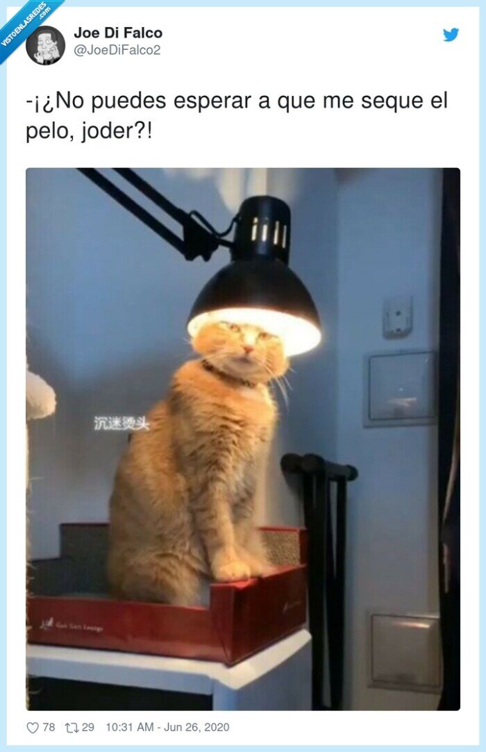 esperar,secar,pelo,gato