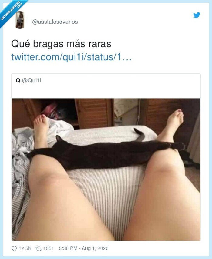 bragas,raras,gato