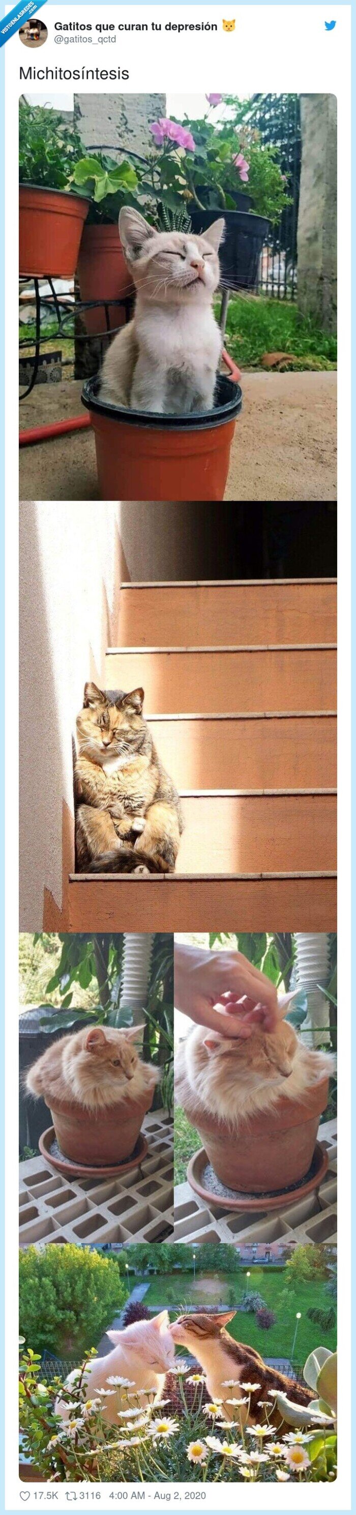 michitosíntesis,gatos,sol,fotosíntesis