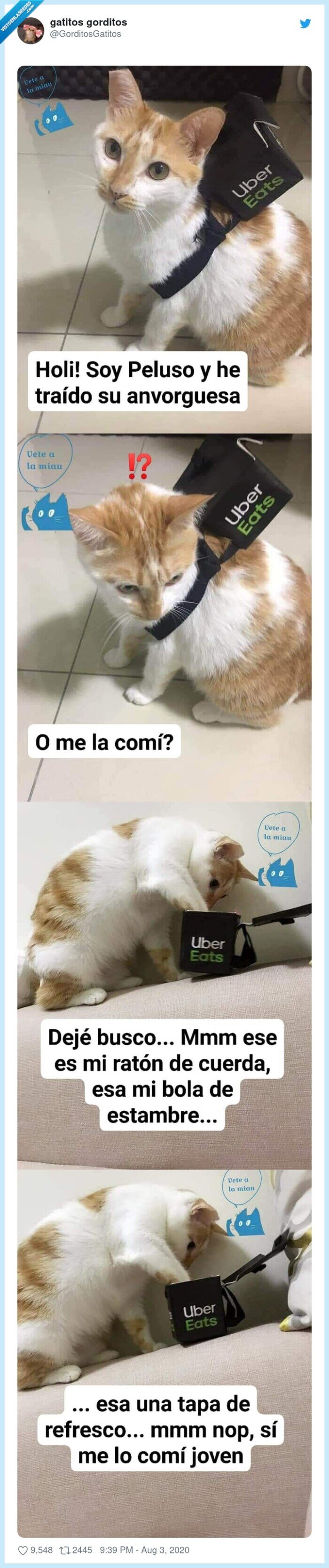 gato,peluso,comida,domicilio