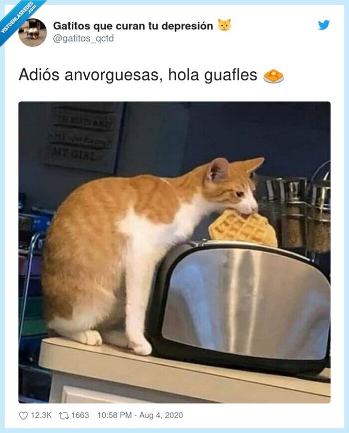 anvorguesas,guafles,gato,dieta