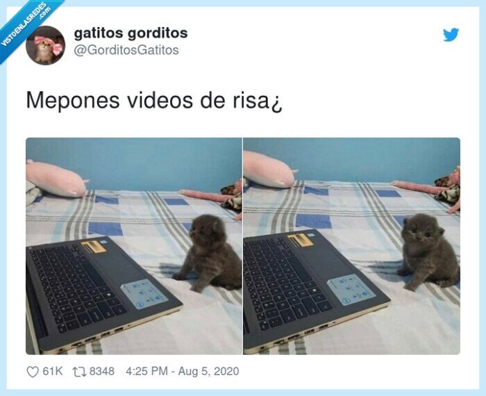 vídeos,risa,gatos
