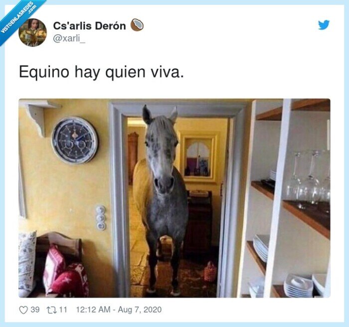 equino,quien,viva,aquí,caballo