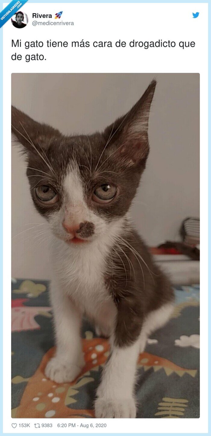 drogadicto,gato,cara