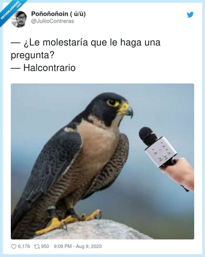 halcontrario,molestar,pregunta,halcón,ave