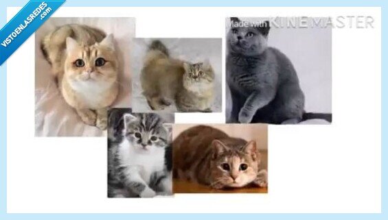 662180 - Esta niña de 11 años quiere un gato como sea y les hace un tremendo chantaje emocional en forma de vídeo a sus padres que se ha hecho muy viral