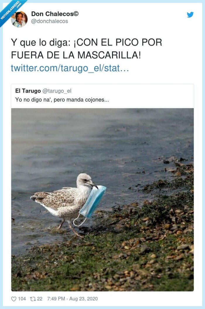 mascarilla,fuera,ave,pico