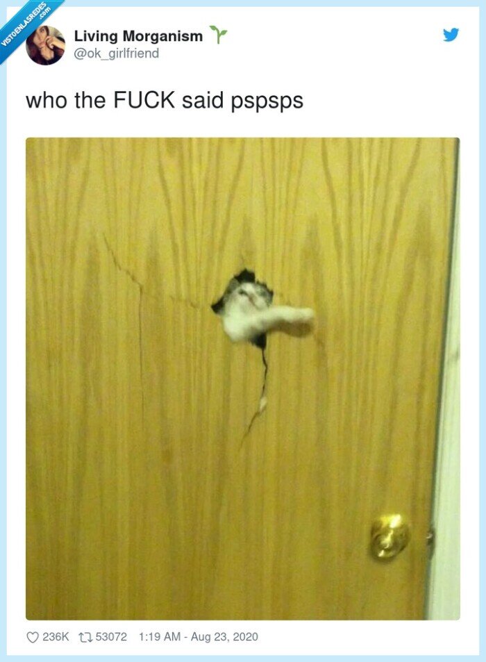 pspsps,gato,nombre,puerta
