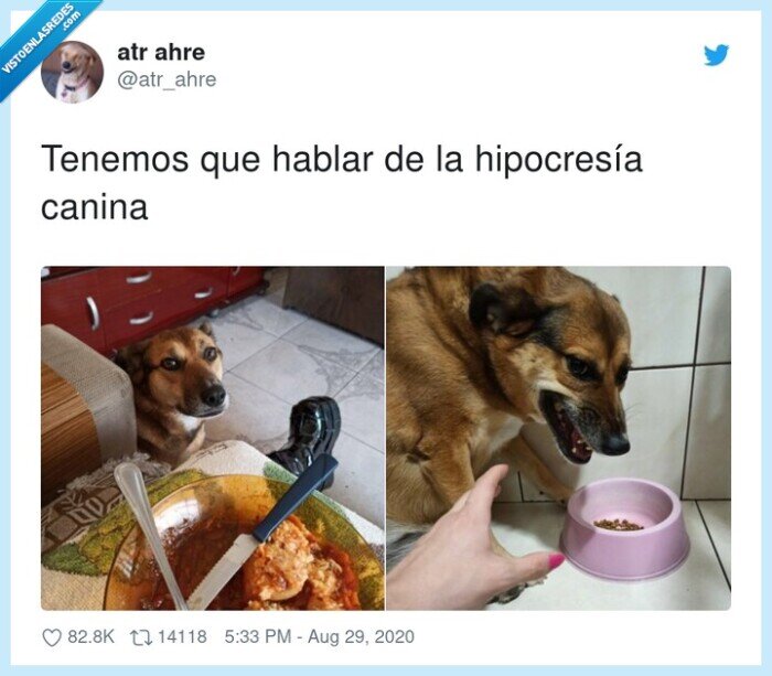 hipocres&iacute;a,tenemos,hablar,canina,que