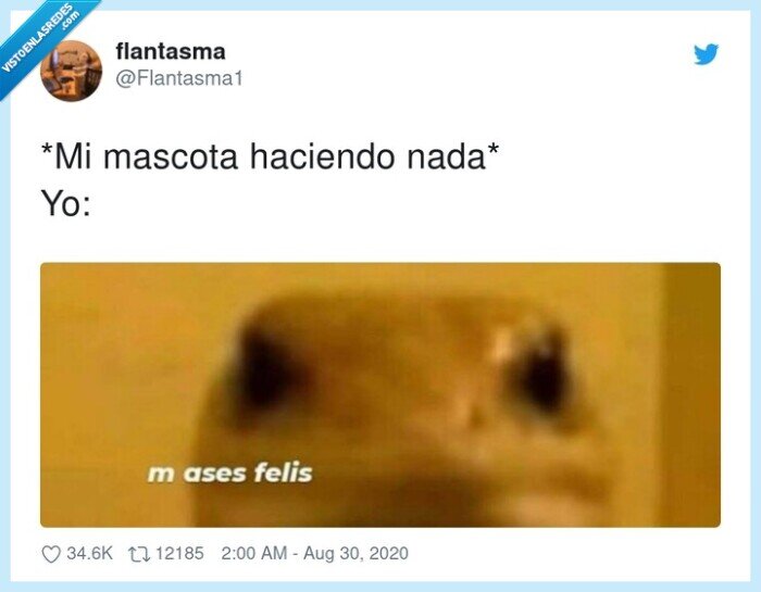 mascota,feliz