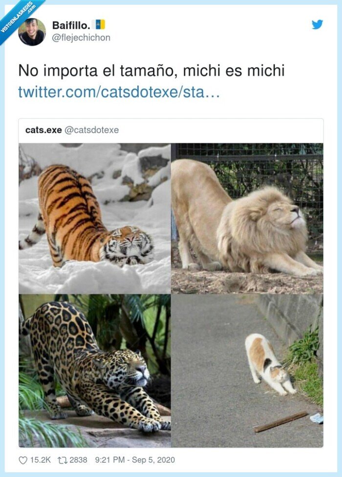 gatos,felino,tigres,leones,guepardo,estirarse