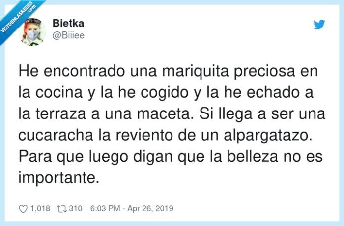 alpargatazo,encontrado,importante,cucaracha,mariquita,reviento