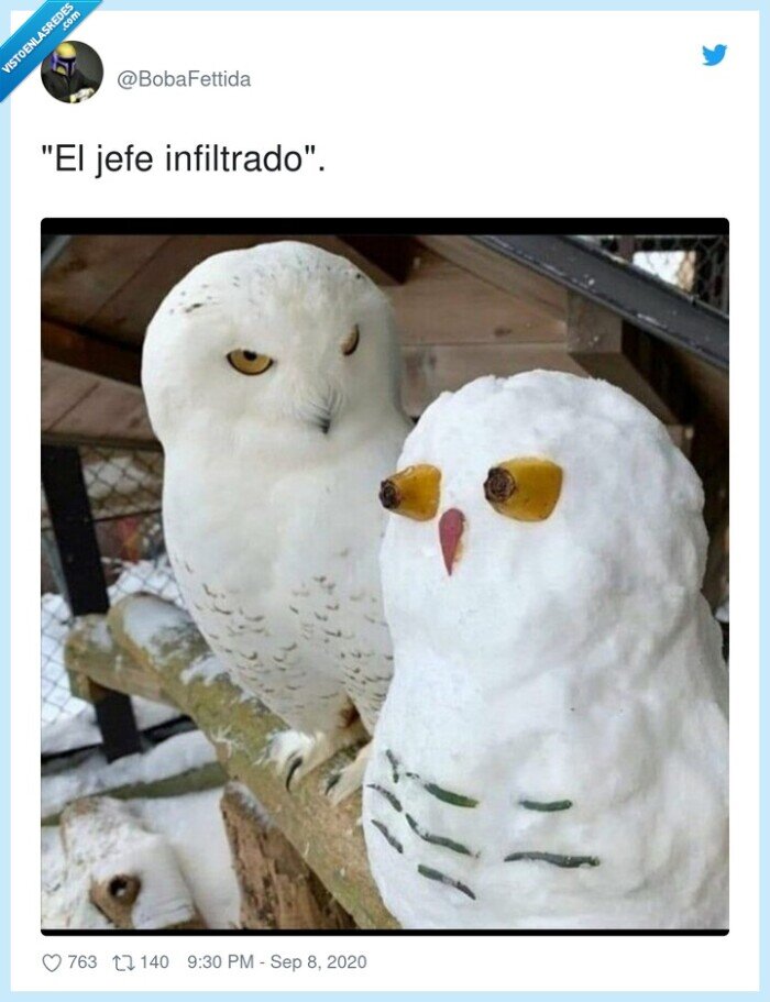 infiltrado,jefe,búho,cara,desconfiar