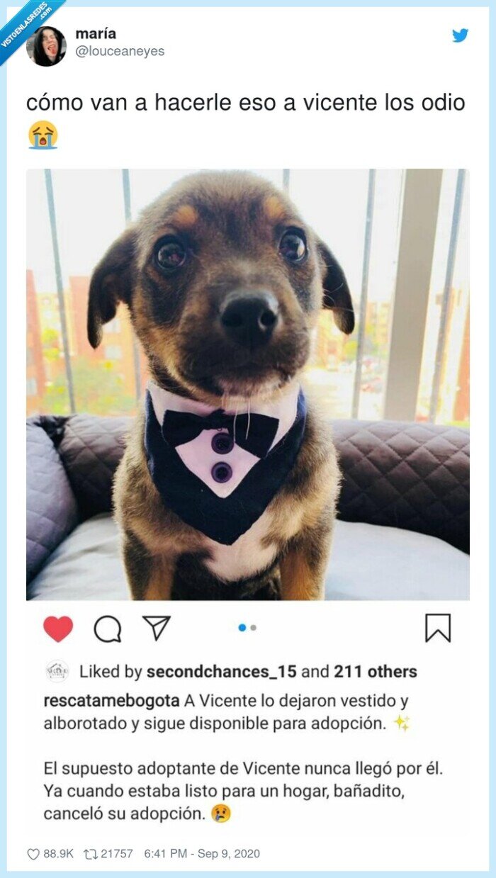 vicente,perro,frac,adopción