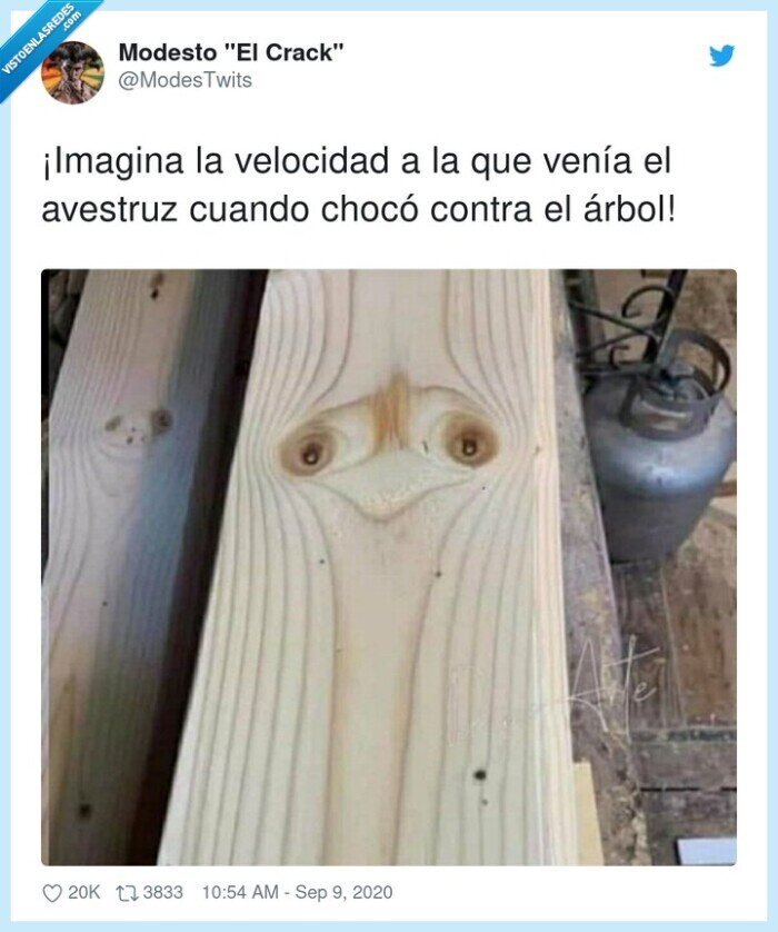 velocidad,avestruz,imagina,madera,chocar