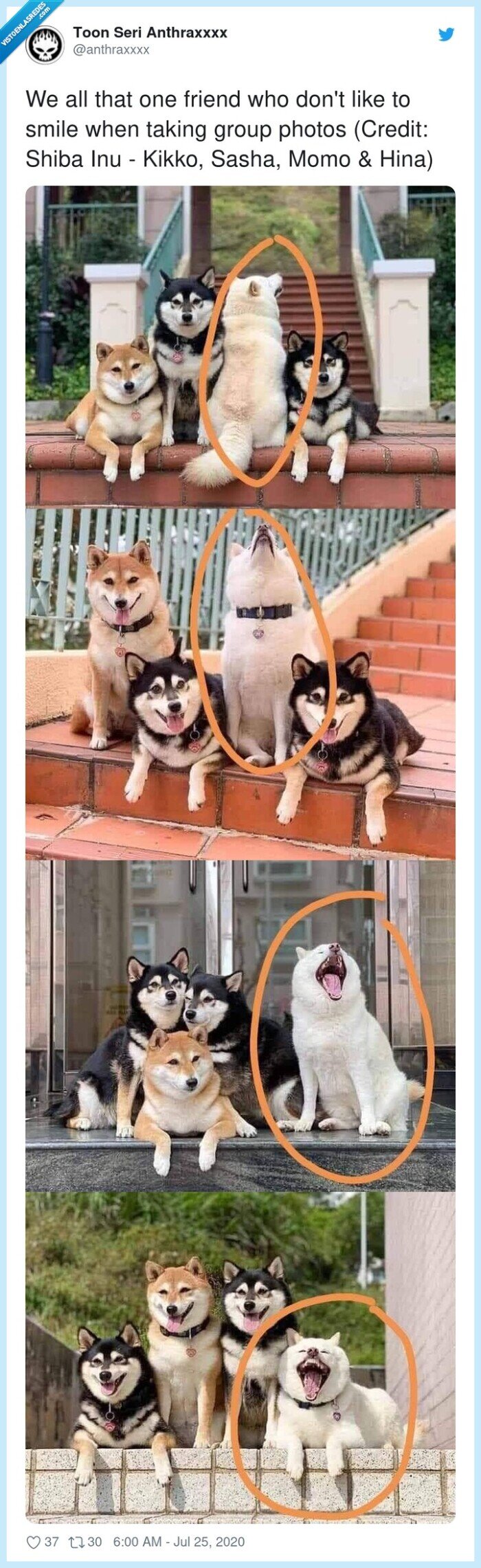 hina,perro,estropear,fotos,troll,shiba