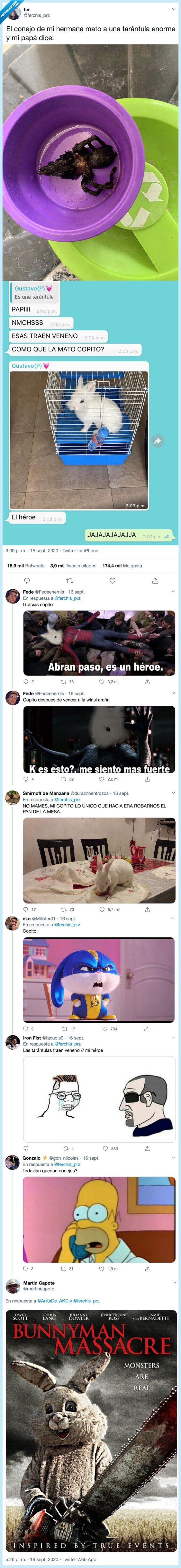 tarántula,hermana,conejo,enorme,papá,mato