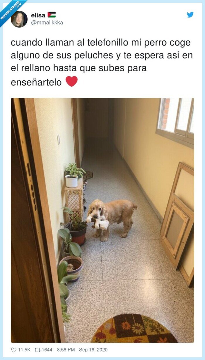 perro,telefonillo,peluches,rellano