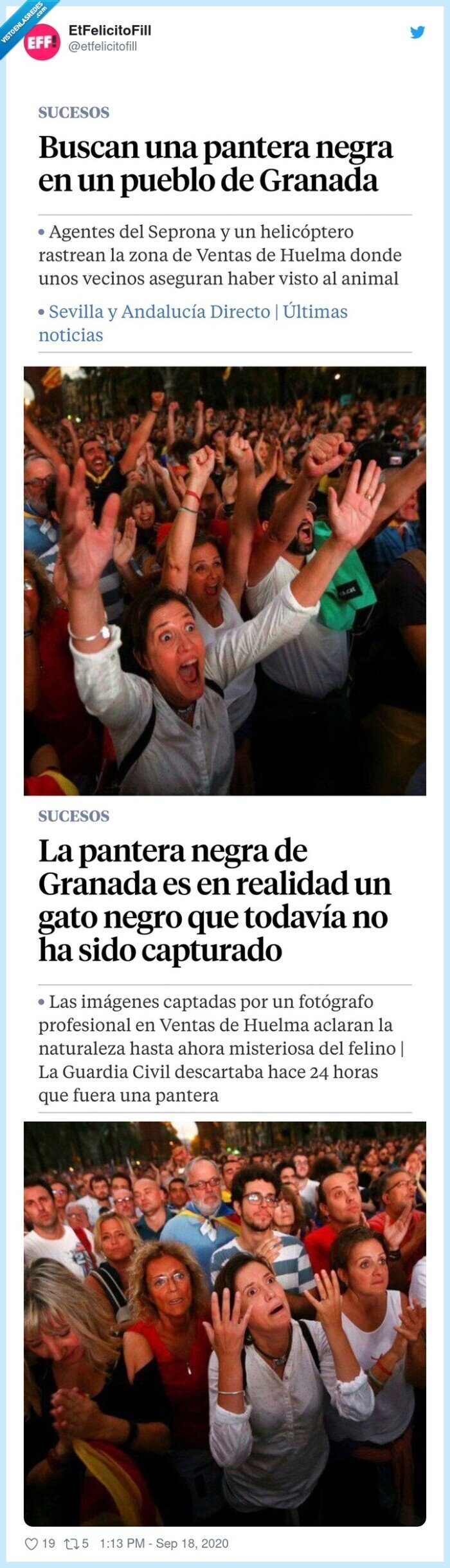 pantera negra,granada,2020,gato