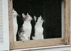 Enlace a Estos espectadores están atentos a la jugada, por @ActualidadRT