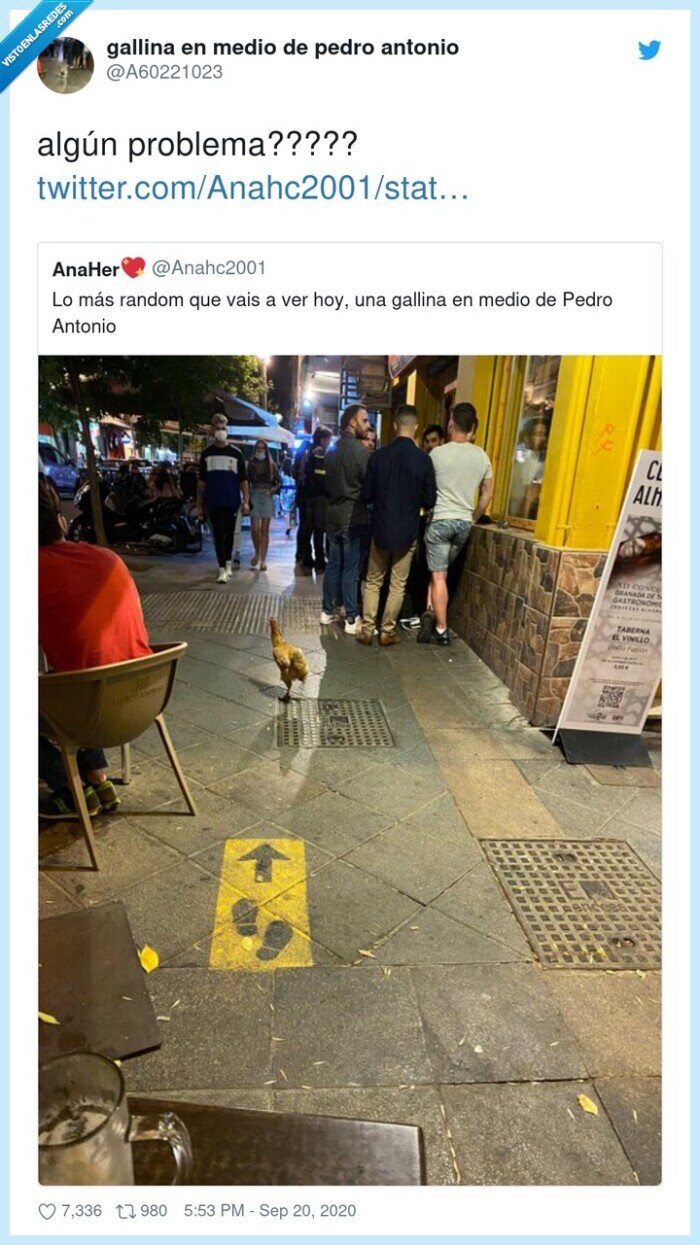 problema,gallina,calle,random
