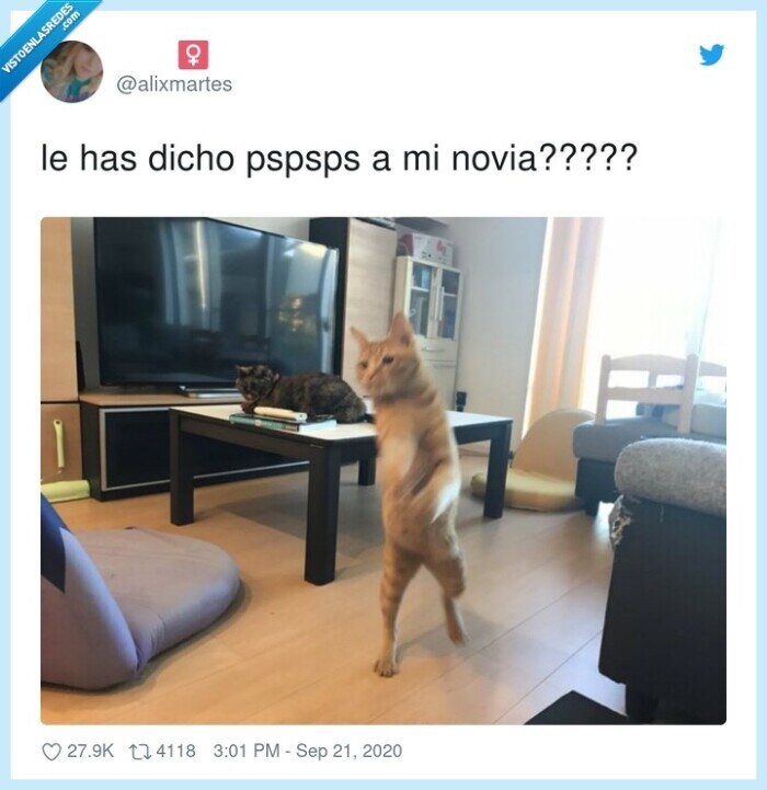 pspsps,novia,gato,pelea
