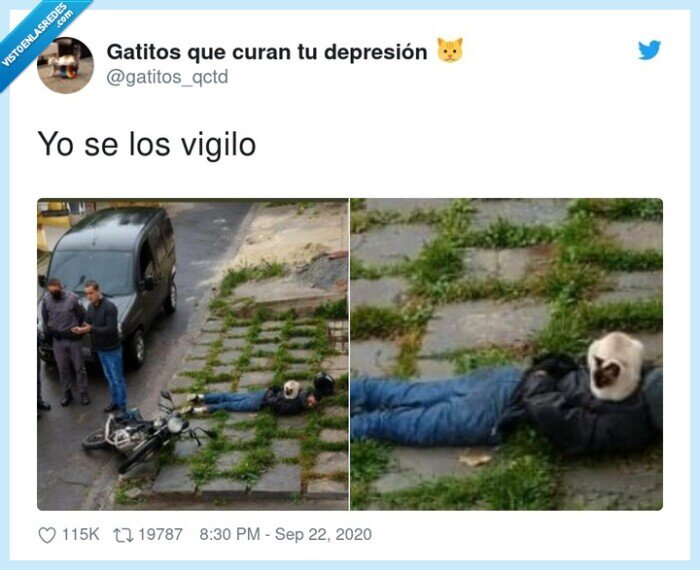 gato,vigilante