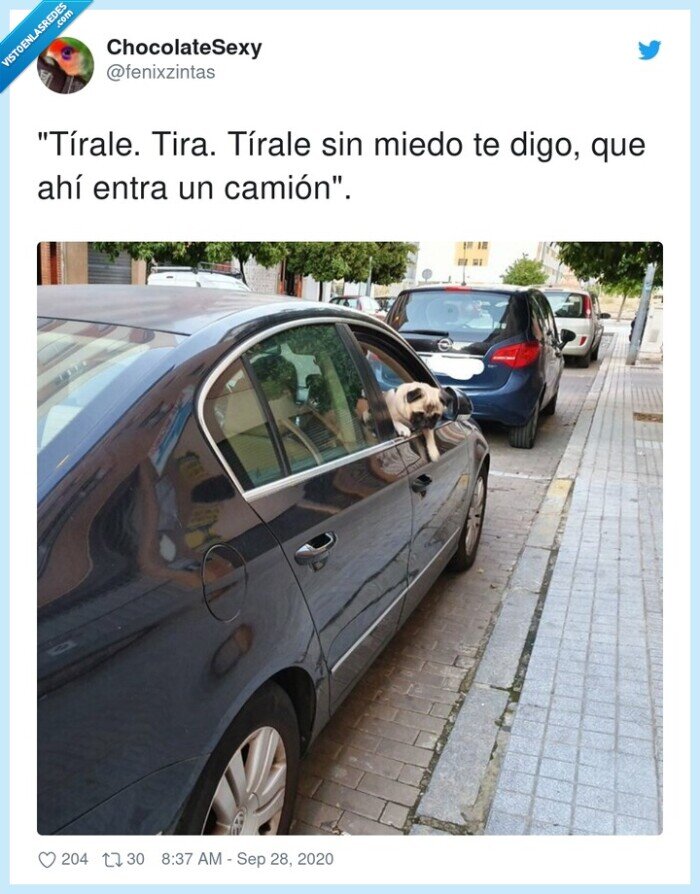 copiloto,perro,aparcamiento