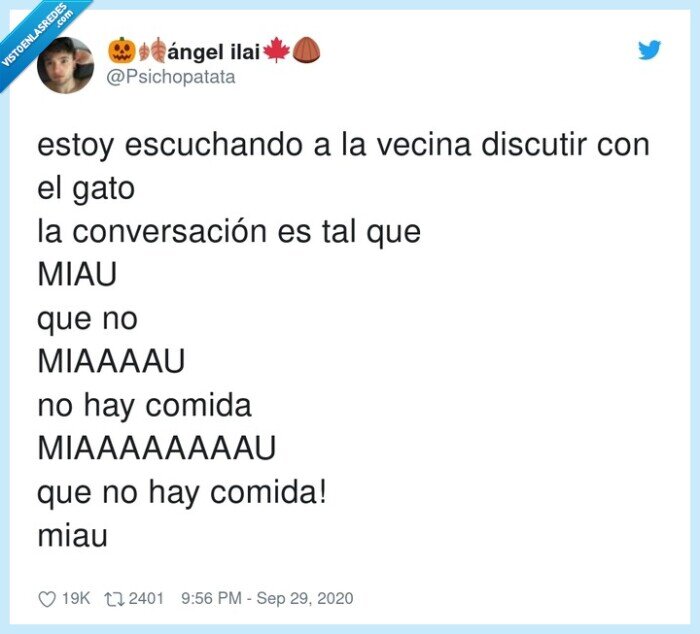 conversación,gatos,miau,diálogo