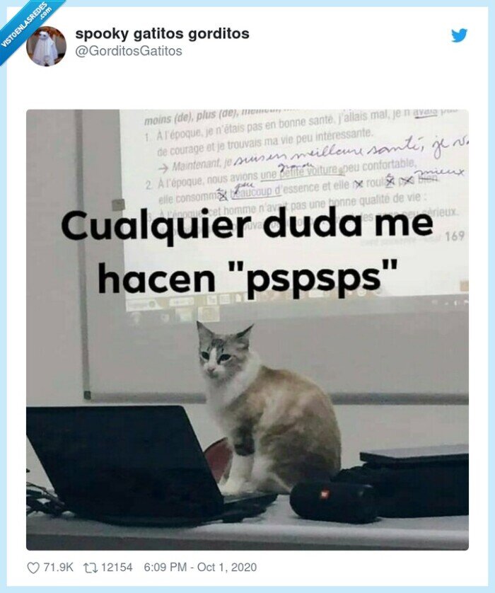 gato,clase,pspsps,profesor