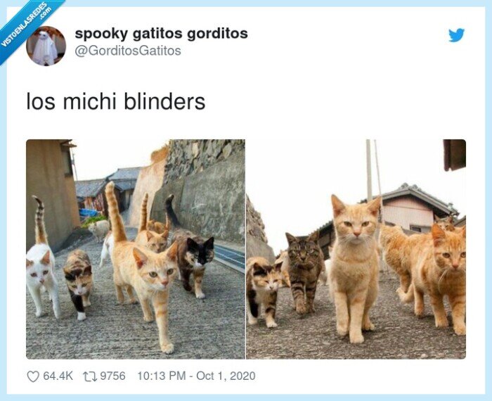 blinders,michi,gatos,peaky